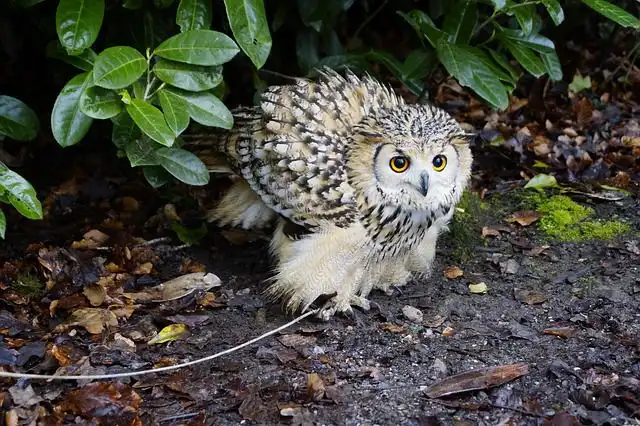 predatory-birds image