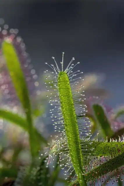 tentacles image